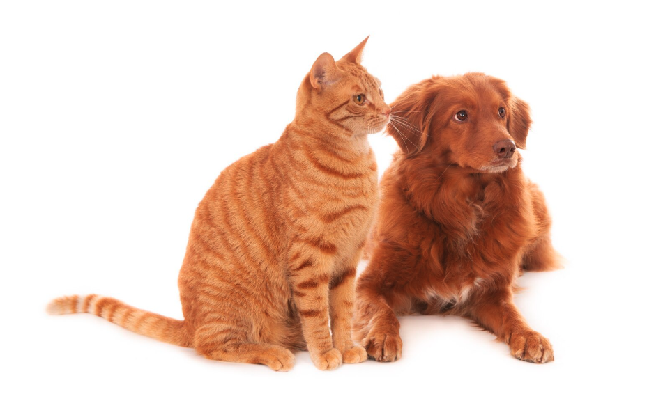Dog and cat, showing affectionate and calm pet behavior in a white backround setting