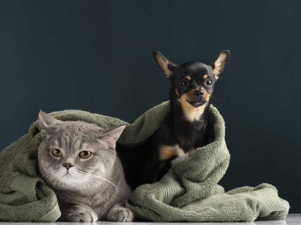 Cat hiding under towel with a dog looking jealous