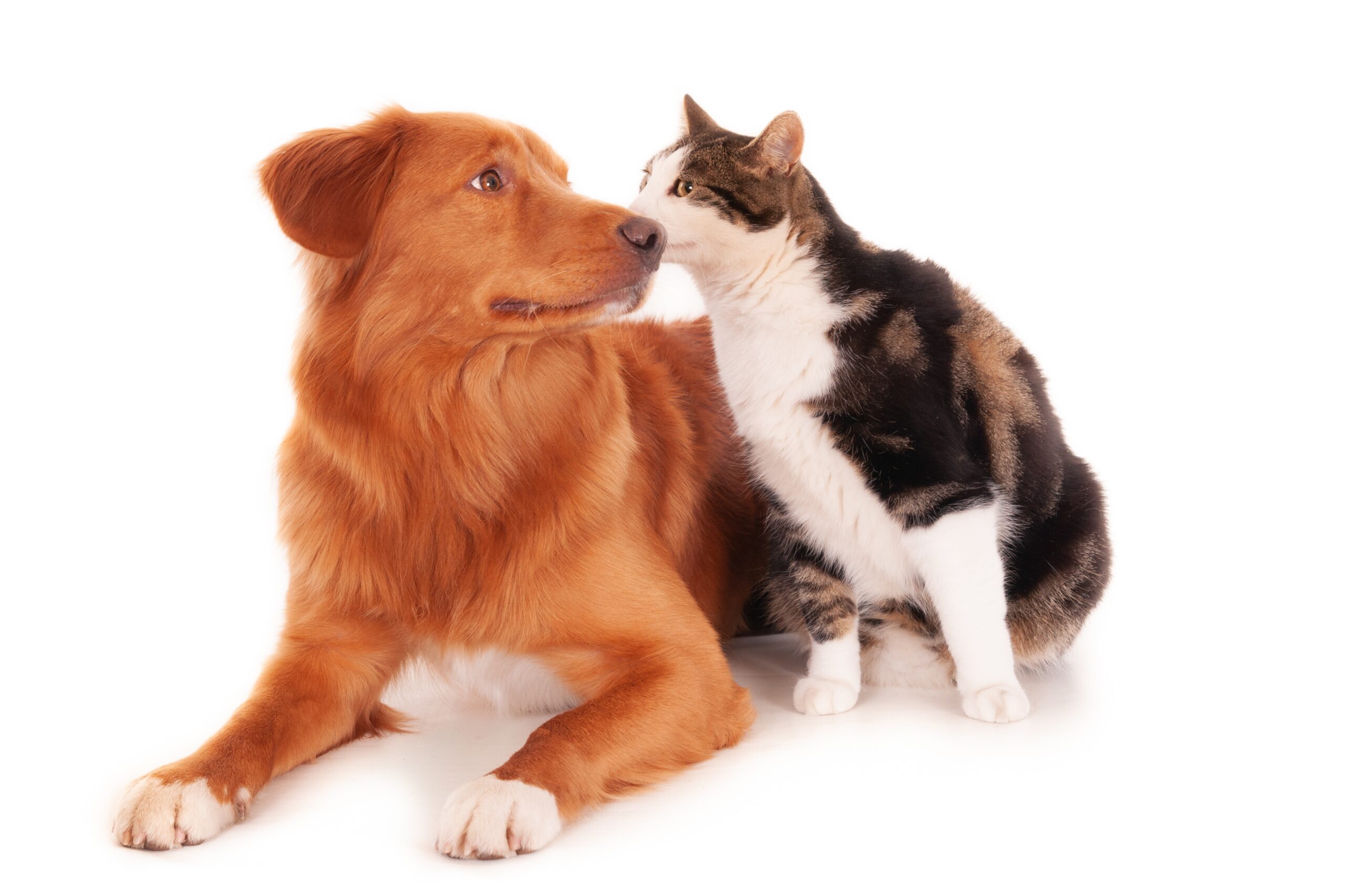 Dog and Cat Behavior Questions Answered