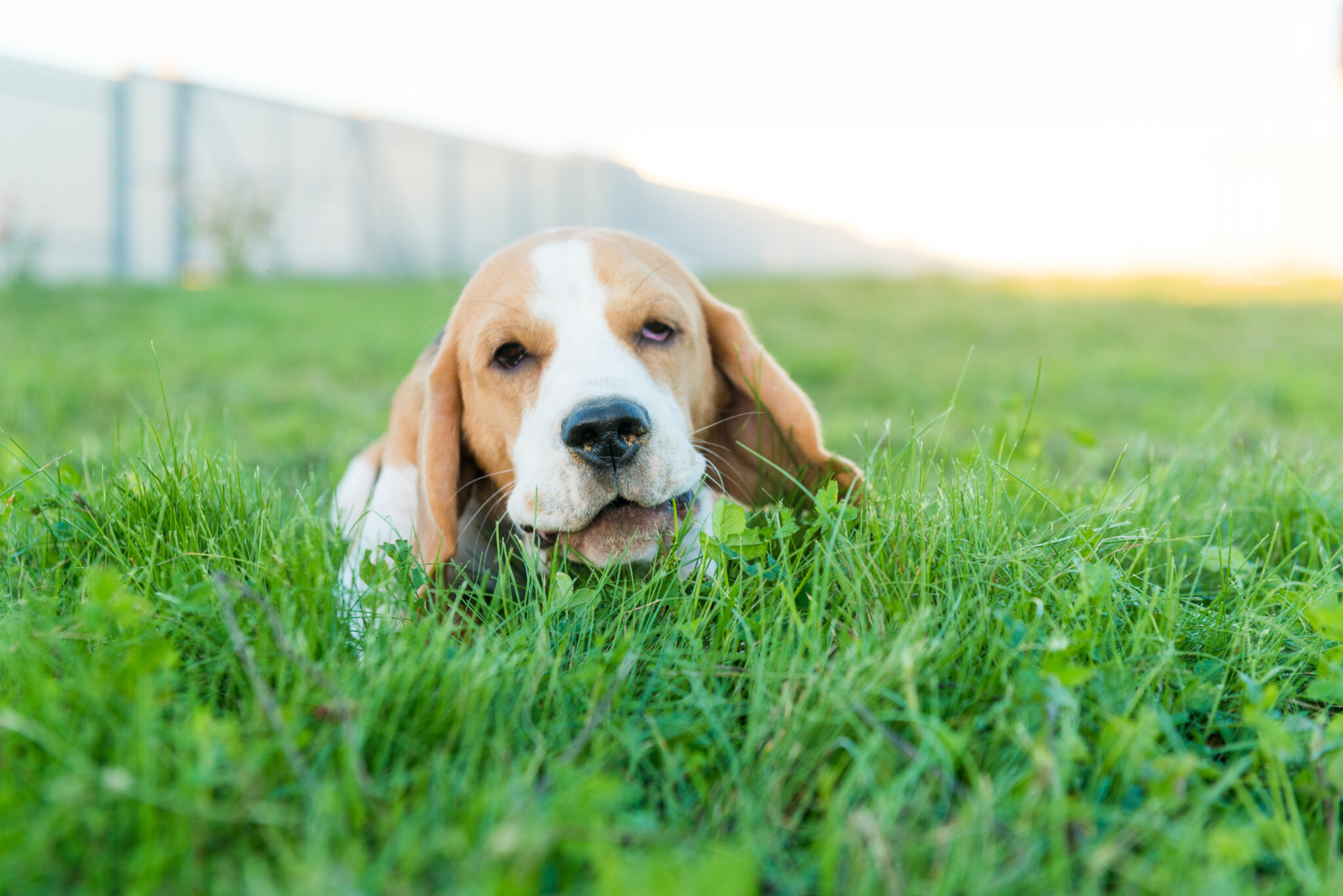 Image showcasing Why Dogs Eating Grass? Causes & Risks | Pawrpose