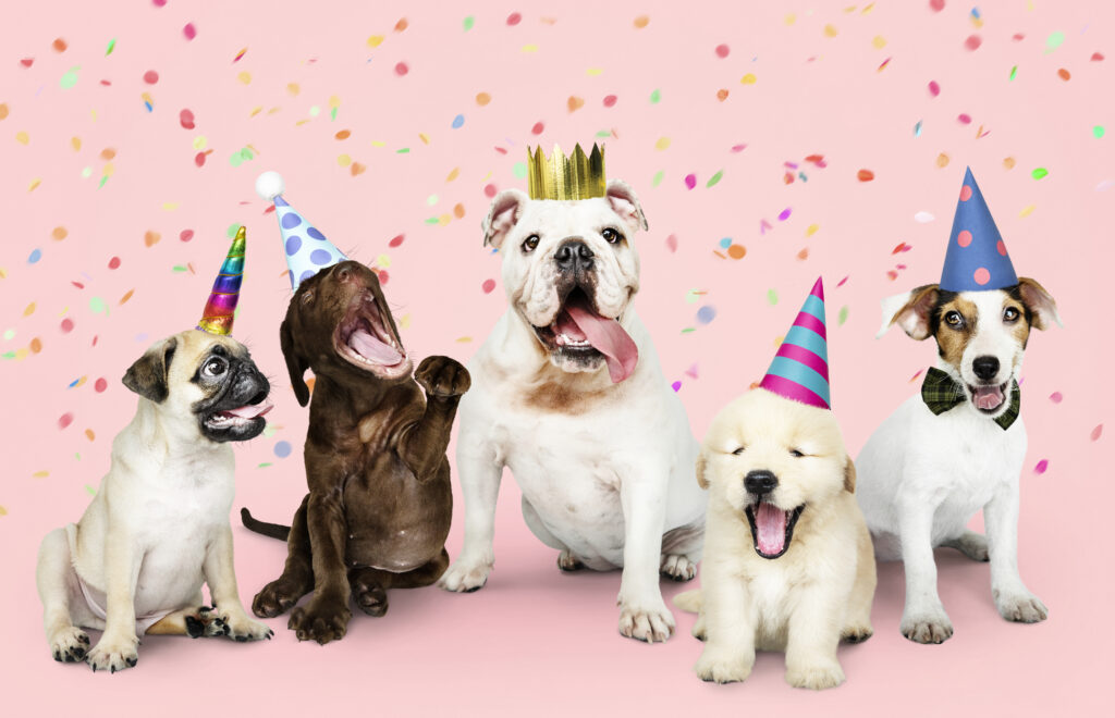 Pet birthday parties with cute dogs wearing party hats and celebrating together