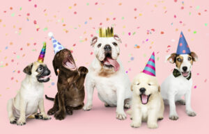 animals celebrating their biurthday