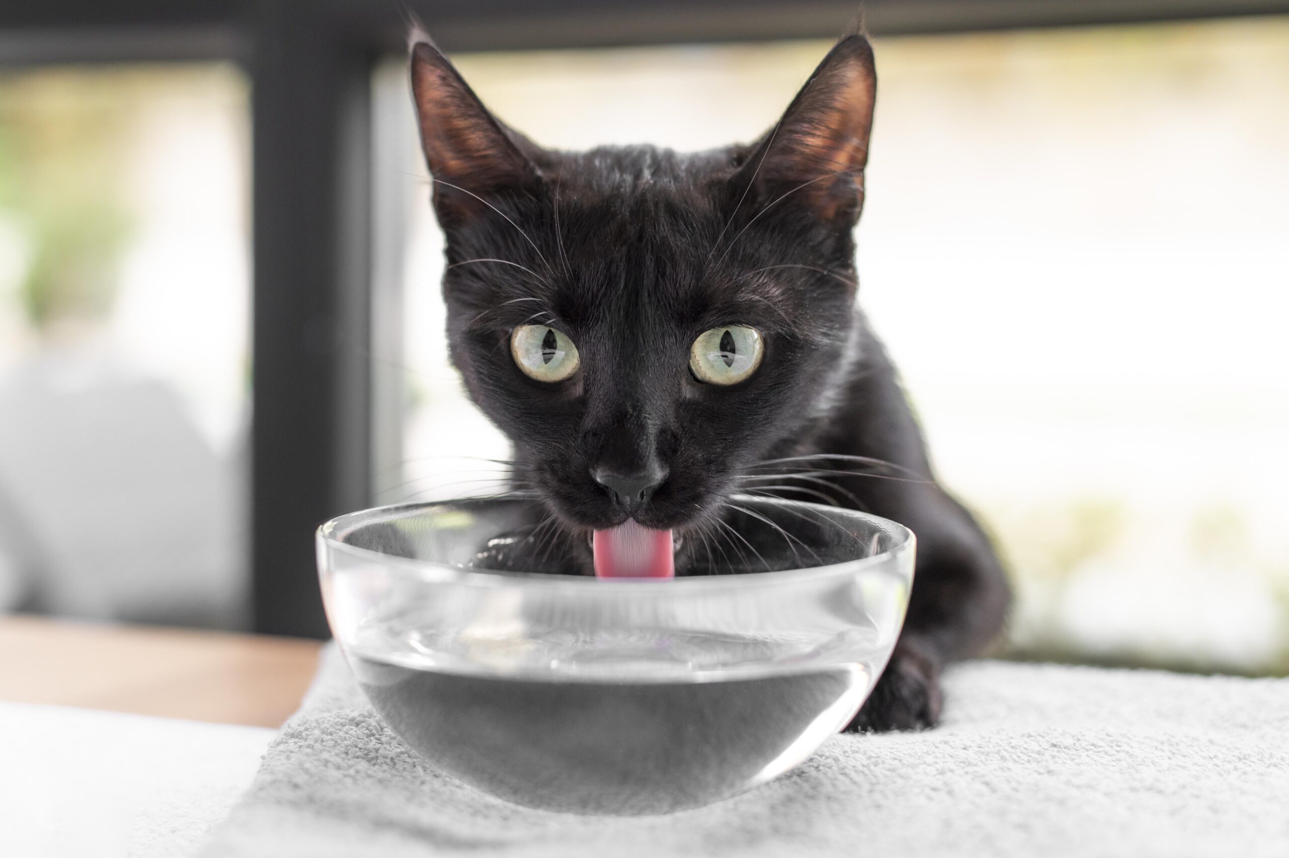 black cat drinks water