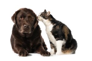 a cat kissing a dog in a white backround